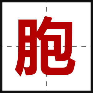 胞